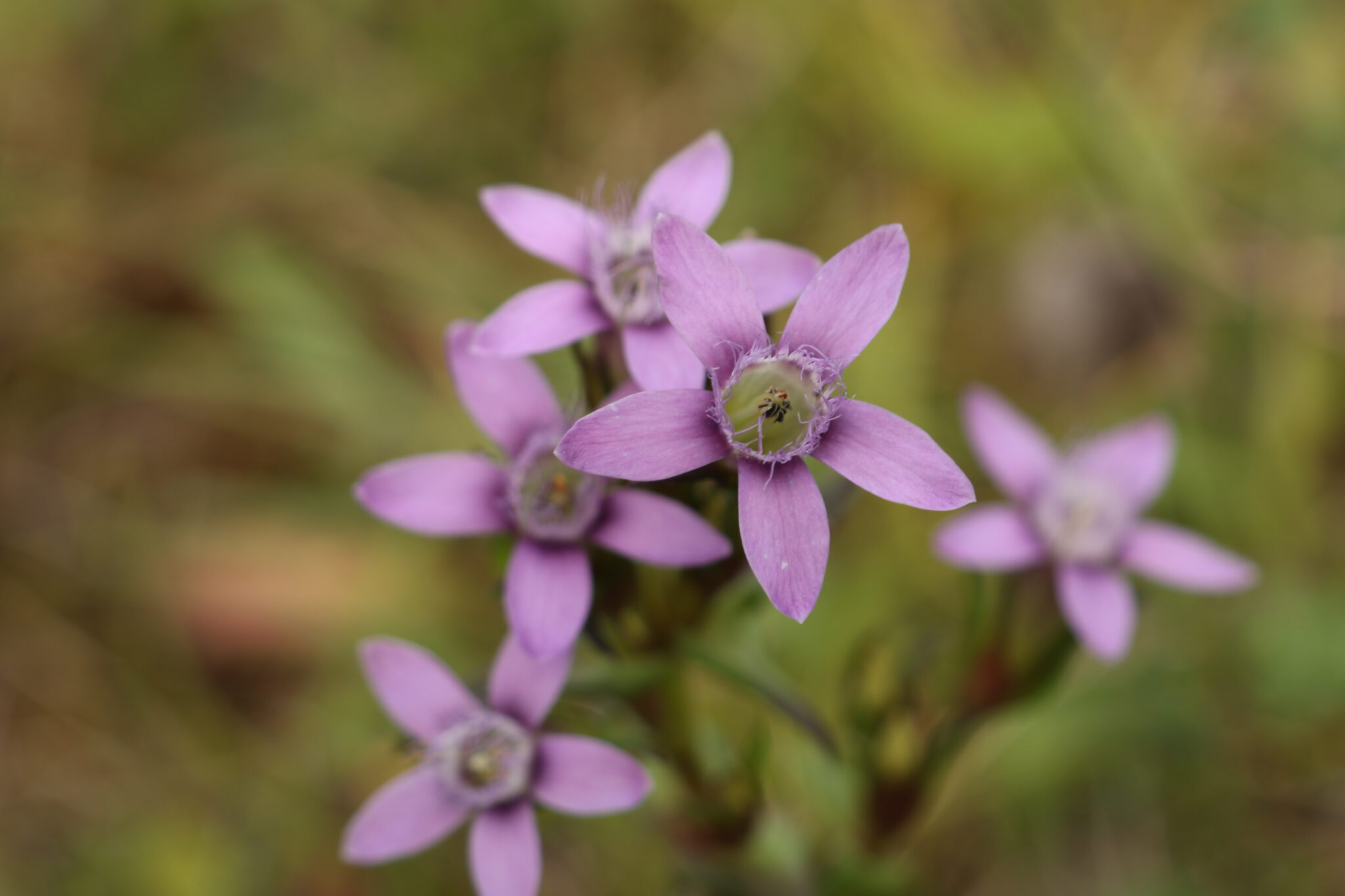 Gentianella Die Flora der Eifel