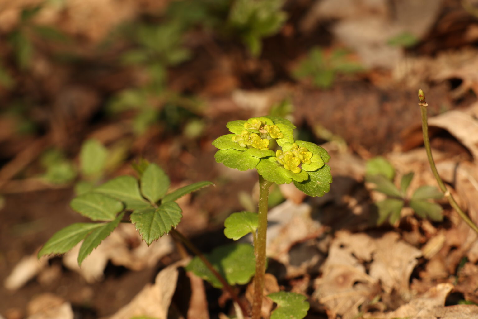 Chrysosplenium Die Flora der Eifel