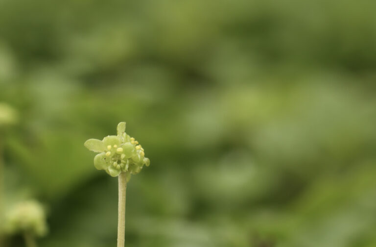 Adoxa Die Flora der Eifel