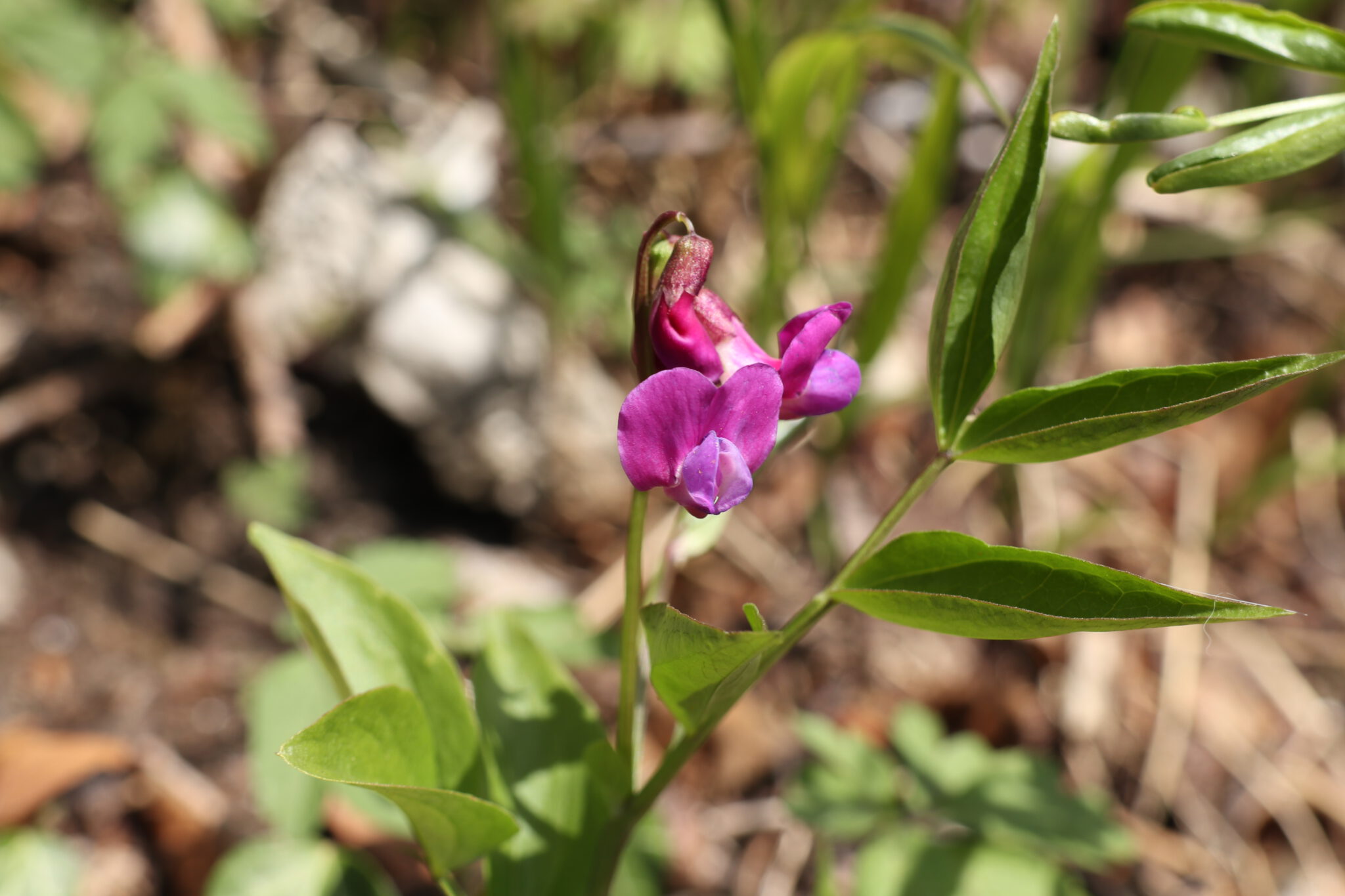 Lathyrus Die Flora der Eifel