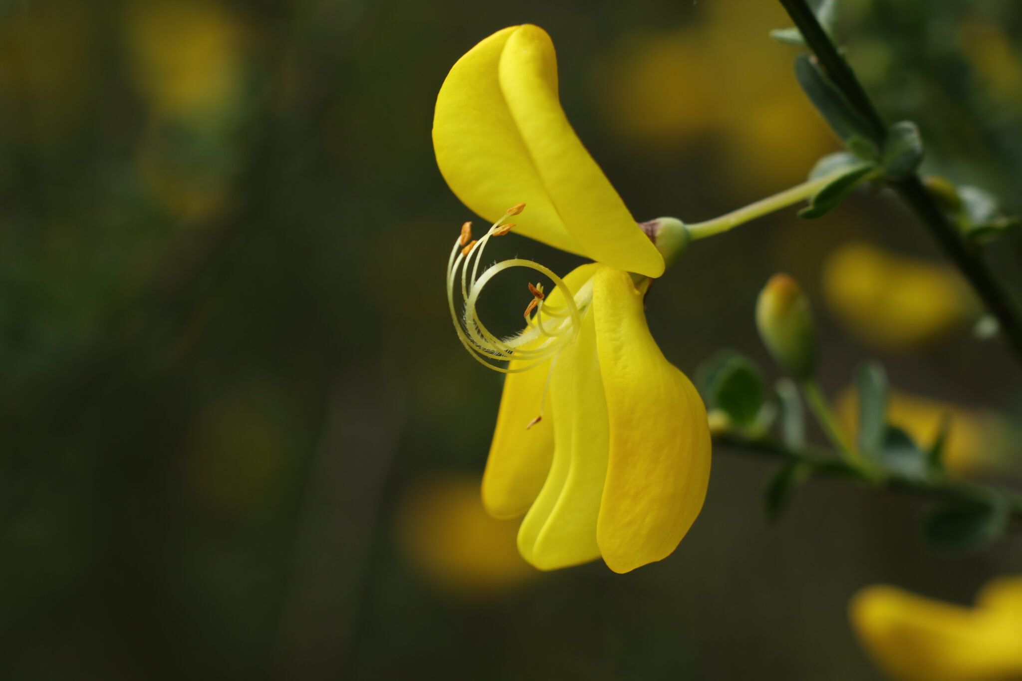Cytisus Die Flora der Eifel